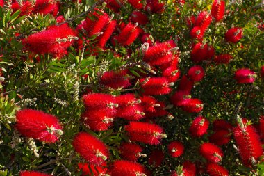 Güzel dekoratif çalılar. Callisten çok güzel..
