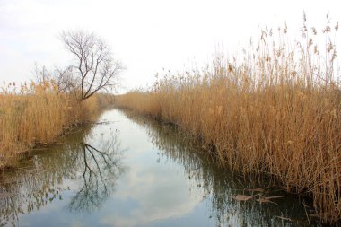 Nehir sazlıklardan uzaklaşıyor..