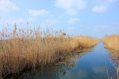 Nehir sazlıklardan uzaklaşıyor..