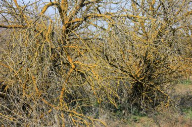 Sarı liken bulaşmış ağaçlar.