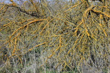 Sarı liken bulaşmış ağaçlar.