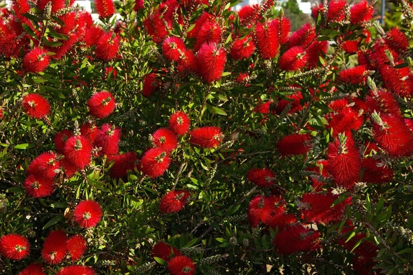 Belos Arbustos Decorativos Callistemon Lindo — Fotografia de Stock