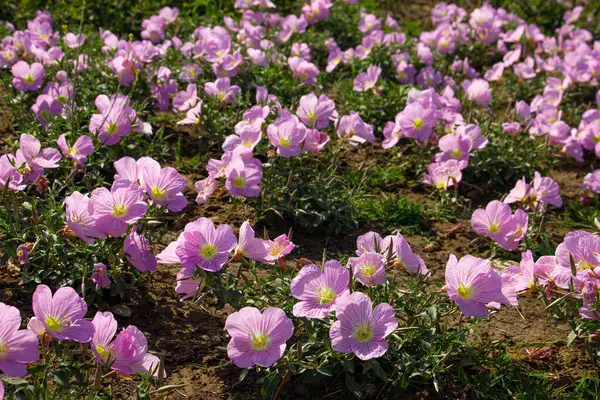 Прекрасный Цветок Четырехкрылого Вечернего Первоцвета — стоковое фото