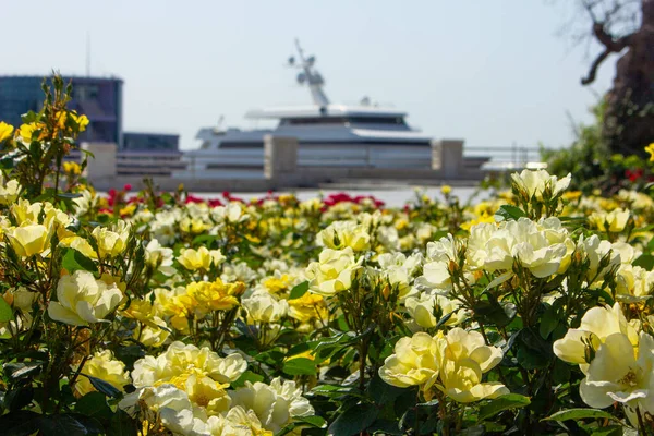 Bakou Azerbaïdjan 2020 Belles Roses Sur Boulevard — Photo