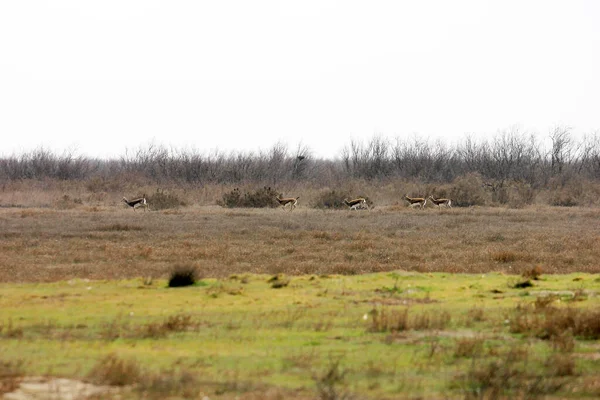 Jeyrans Nel Parco Nazionale Shirvan Azerbaigian — Foto Stock