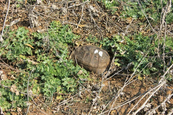 Vahşi Doğadaki Kaplumbağa Azerbaycan Adımları — Stok fotoğraf