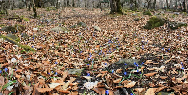 Första Blå Vårblommorna Skogen — Stockfoto