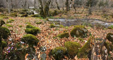 Ormandan geçen hızlı nehir..