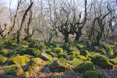 Ormanda yeşil yosunlarla kaplı kayalar..