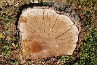 Testereli ağaçta güzel halkalar.