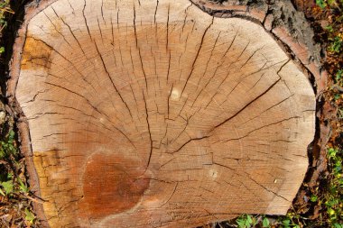 Testereli ağaçta güzel halkalar.