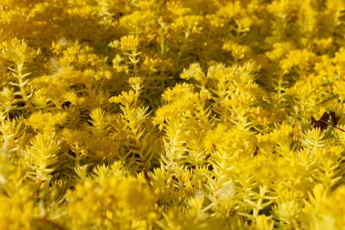 Çiçek tarhında çiçek açan güzel bir taş..