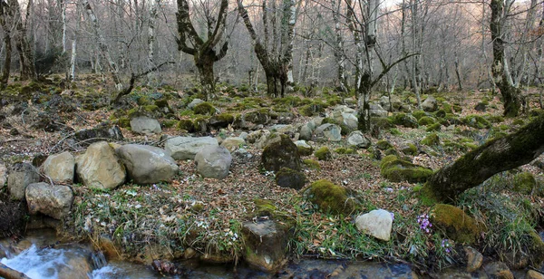 Snabb Flod Passerar Genom Skogen — Stockfoto