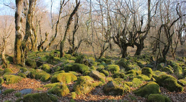 Klippor Täckta Med Grön Mossa Skogen — Stockfoto