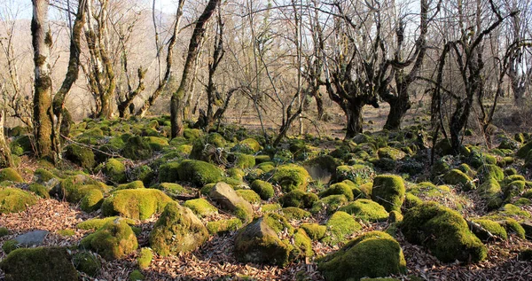 Ormanda yeşil yosunlarla kaplı kayalar..