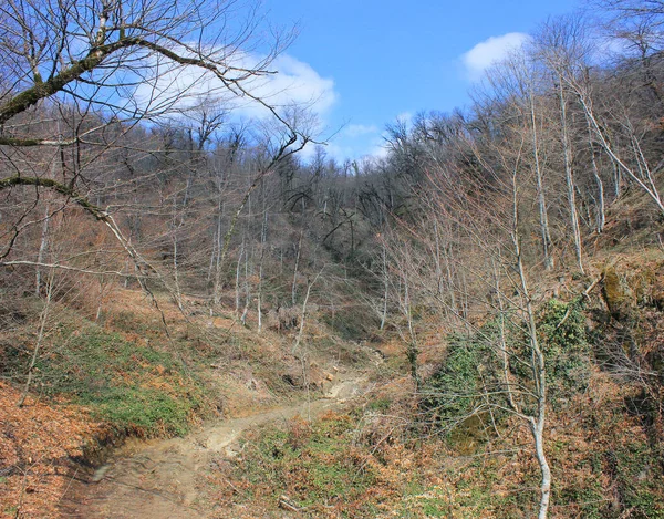 Belle Forêt Printanière Dans Les Montagnes Azerbaïdjan — Photo