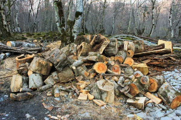 Zagen Van Boomstammen Voor Brandhout — Stockfoto