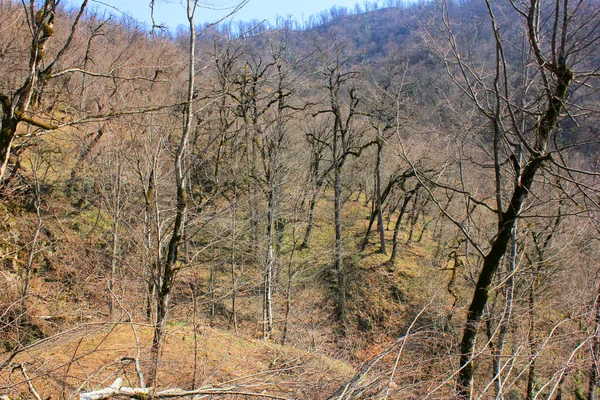 Bela Floresta Primavera Nas Montanhas Azerbaijão — Fotografia de Stock