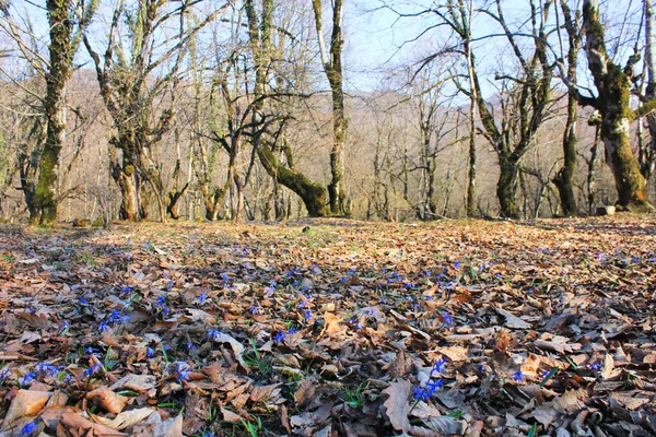 Första Blå Vårblommorna Skogen — Stockfoto