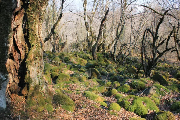 Ormanda Yeşil Yosunlarla Kaplı Kayalar — Stok fotoğraf