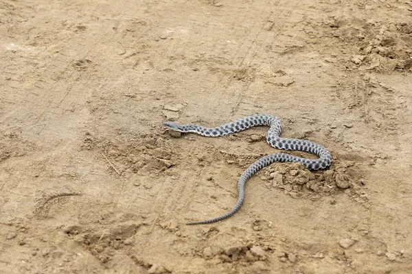 Uma Cobra Não Venenosa Rasteja Longo Areia Amarela — Fotografia de Stock