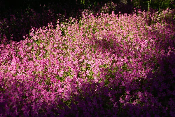 Флокс Гибрид Красиво Цветет Маленькими Цветами — стоковое фото