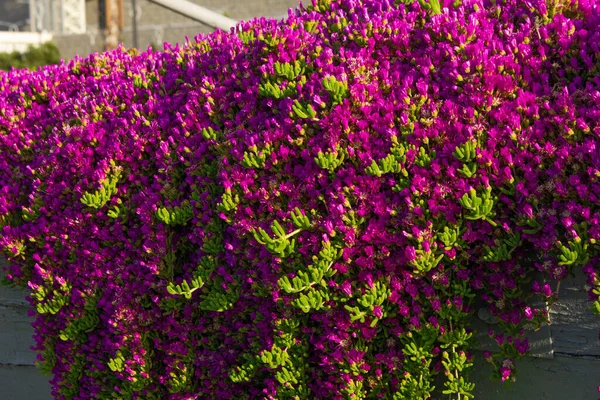 Красиво Цветут Цветы Lampranthus Клумбе — стоковое фото