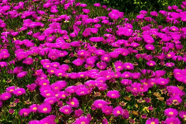 Цветущий Carpobrotus Съедобный Клумбе — стоковое фото