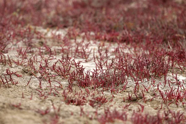 Beautiful Red Small Grass Growing Sea Stock Image