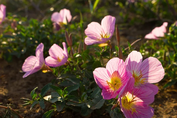 Vacker Blomning Fyrvingad Nattljus Stockfoto