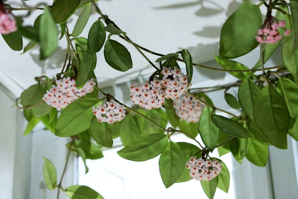 Beautiful Hoya Flowers House Ceiling — Stock Photo, Image