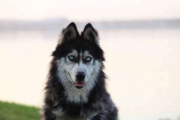 Beautiful Dark Husky Dog Lake — Stock Photo, Image