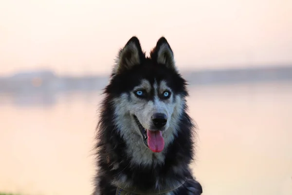 Piękny Ciemny Pies Husky Jeziorze — Zdjęcie stockowe