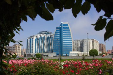 Bakü. Azerbaycan. 06 numara. 02.2020 yıl. Beyaz şehrin bulvarında açan güller.