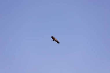 Güzel süzülen kartal mavi gökyüzünde.