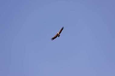 Güzel süzülen kartal mavi gökyüzünde.