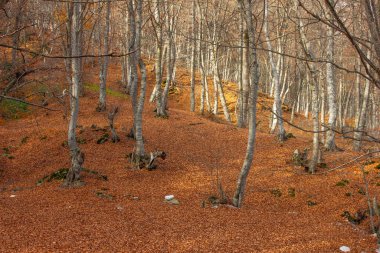Düşen sonbahar sarı yaprakları ormanda yerde yatar..