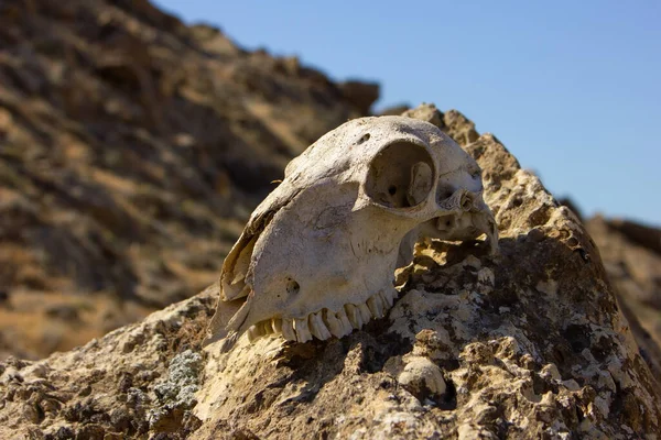 White animal skull high in the mountains.