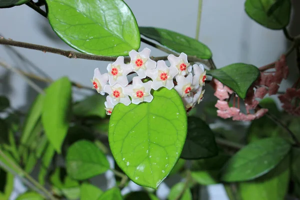 Beautiful hoya flowers in the house under the ceiling.