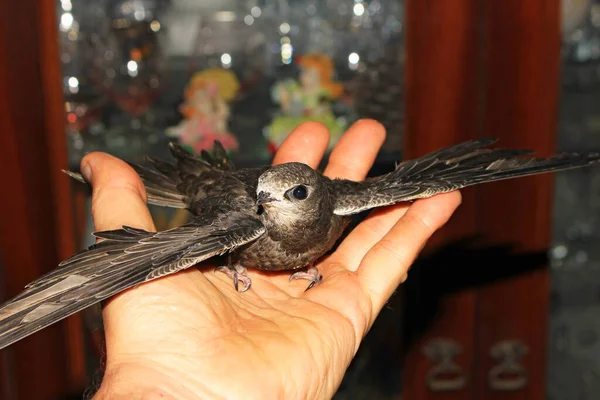 Elde çabukluk ilk kez kanatlarını açar..