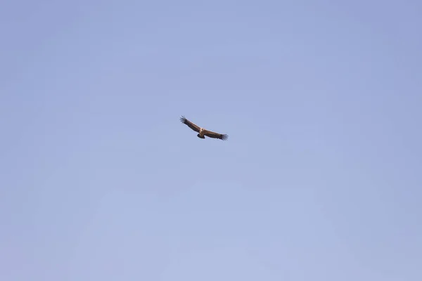 Beautifully soaring eagle in the blue sky.