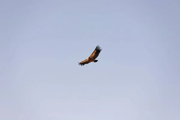 Wunderschön Schwingender Adler Blauen Himmel — Stockfoto
