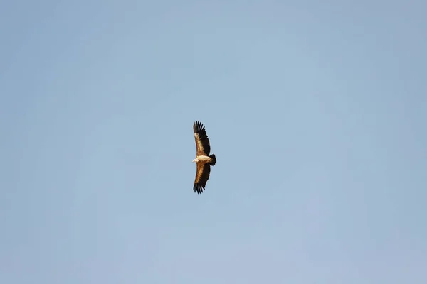 Beautifully soaring eagle in the blue sky.