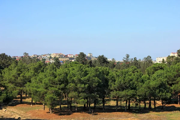 Una Antigua Plantación Forestal Cerca Montaña Stepan Razin Bakú Azerbaiyán — Foto de Stock