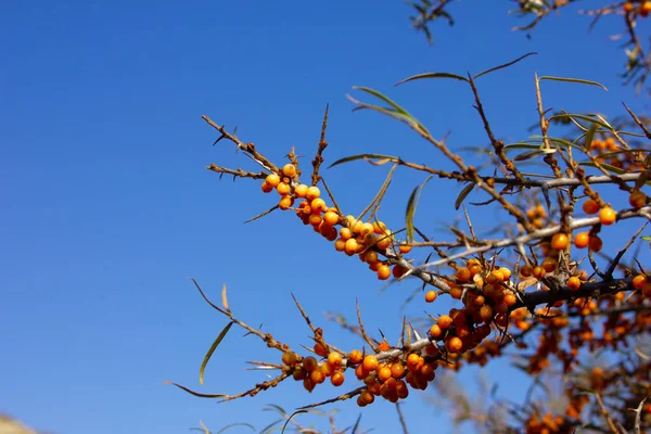 Bush Con Frutti Olivello Spinoso Contro Cielo Blu — Foto Stock