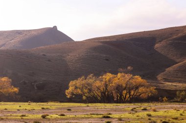 Khizi dağlarında güzel sonbahar sarı ağaçları. Azerbaycan.