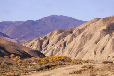 Khizi dağlarında güzel sonbahar sarı ağaçları. Azerbaycan.