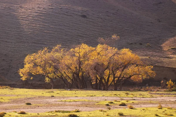 Beautiful Autumn Yellow Trees Khizi Mountains Azerbaijan — Stock Photo, Image