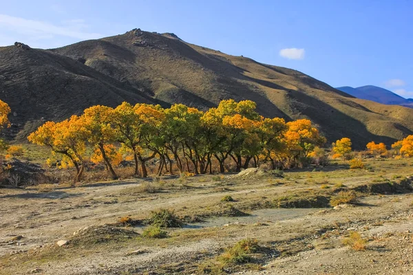 Beautiful Yellow Trees River Khizi Region Azerbaijan — Stock Photo, Image