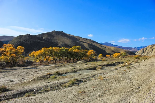 Belas Árvores Amarelas Junto Rio Região Khizi Azerbaijão — Fotografia de Stock